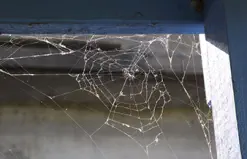 Get rid of pests on your Home's Exterior
