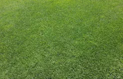 Get rid of pests on your lawn