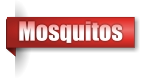Mosquitos