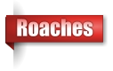 Roaches