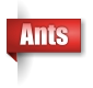 Ants
