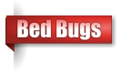 Bed Bugs