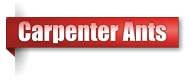 Carpenter Ants
