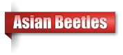 Asian Beetles