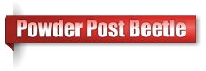 Powder Post Beetle