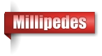 Millipedes