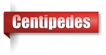 Centipedes