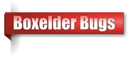Boxelder Bugs