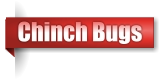Chinch Bugs
