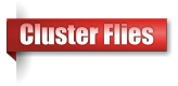 Cluster Flies