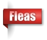 Fleas