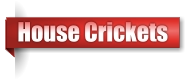 House Crickets