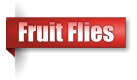 Fruit Flies