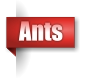 Ants