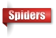 Spiders