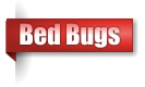 Bed Bugs