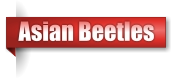 Asian Beetles