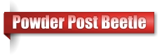 Powder Post Beetle