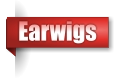 Earwigs