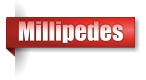 Millipedes