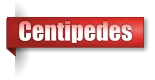 Centipedes
