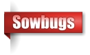 Sowbugs
