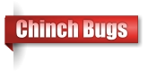 Chinch Bugs