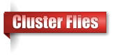 Cluster Flies