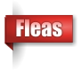 Fleas
