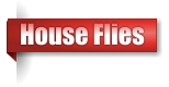 House Flies