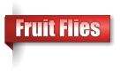 Fruit Flies