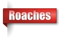 Roaches