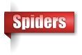 Spiders