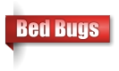 Bed Bugs