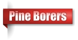 Pine Borers