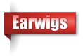 Earwigs