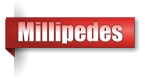 Millipedes