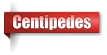 Centipedes