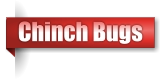Chinch Bugs