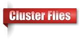 Cluster Flies