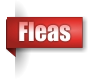 Fleas