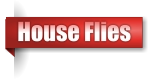 House Flies