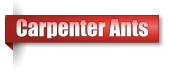Carpenter Ants