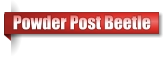 Powder Post Beetle