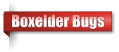 Boxelder Bugs
