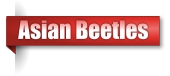 Asian Beetles